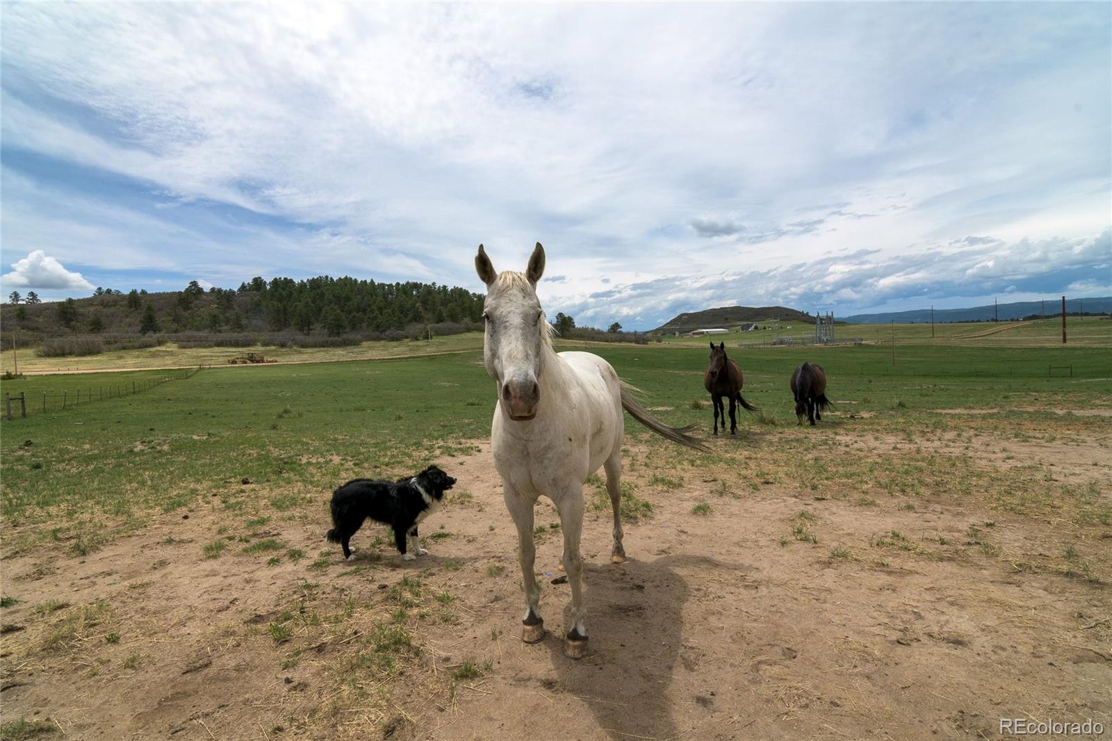 MLS Image #38 for 4531  best road,larkspur, Colorado