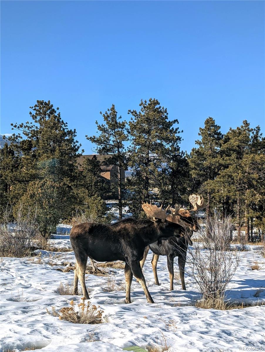 MLS Image #34 for 13288  county road 261p ,nathrop, Colorado