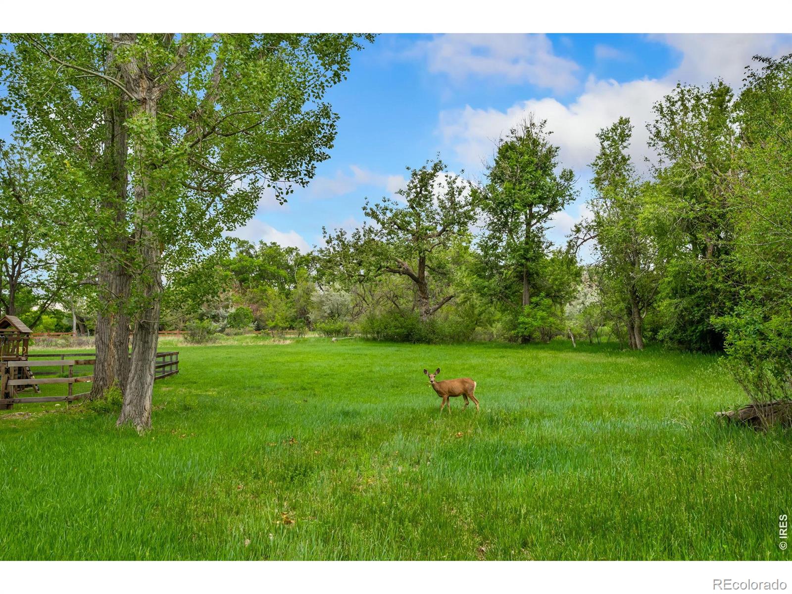 MLS Image #41 for 800  grove court,loveland, Colorado