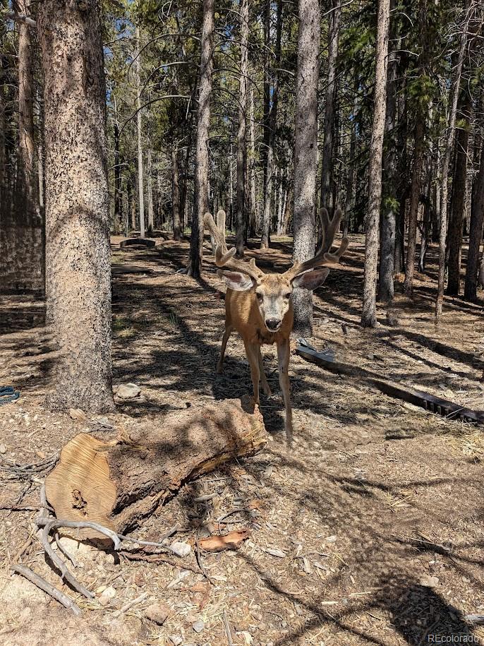MLS Image #48 for 987  ruby lane,leadville, Colorado