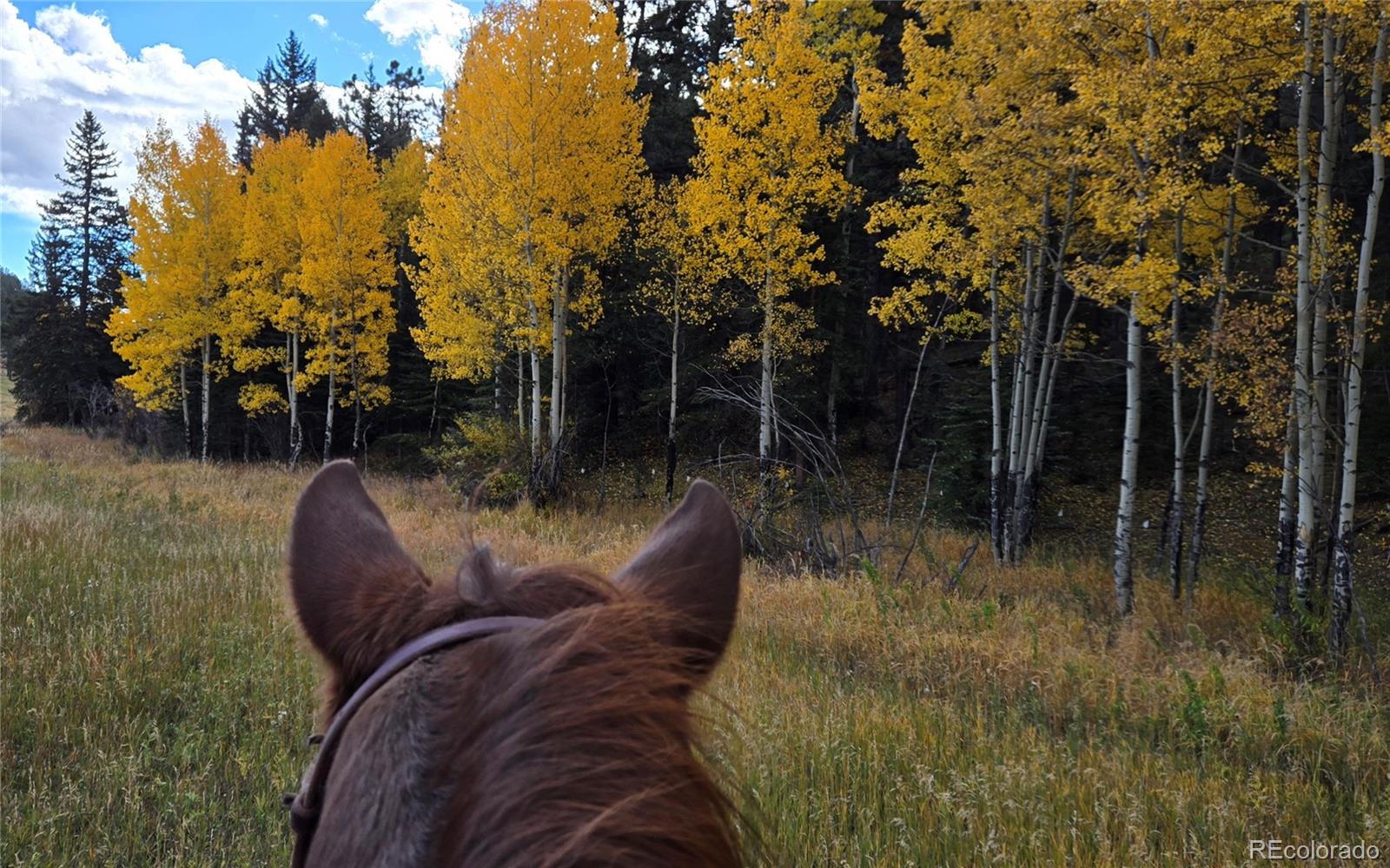 MLS Image #46 for 497  woodside drive,pine, Colorado