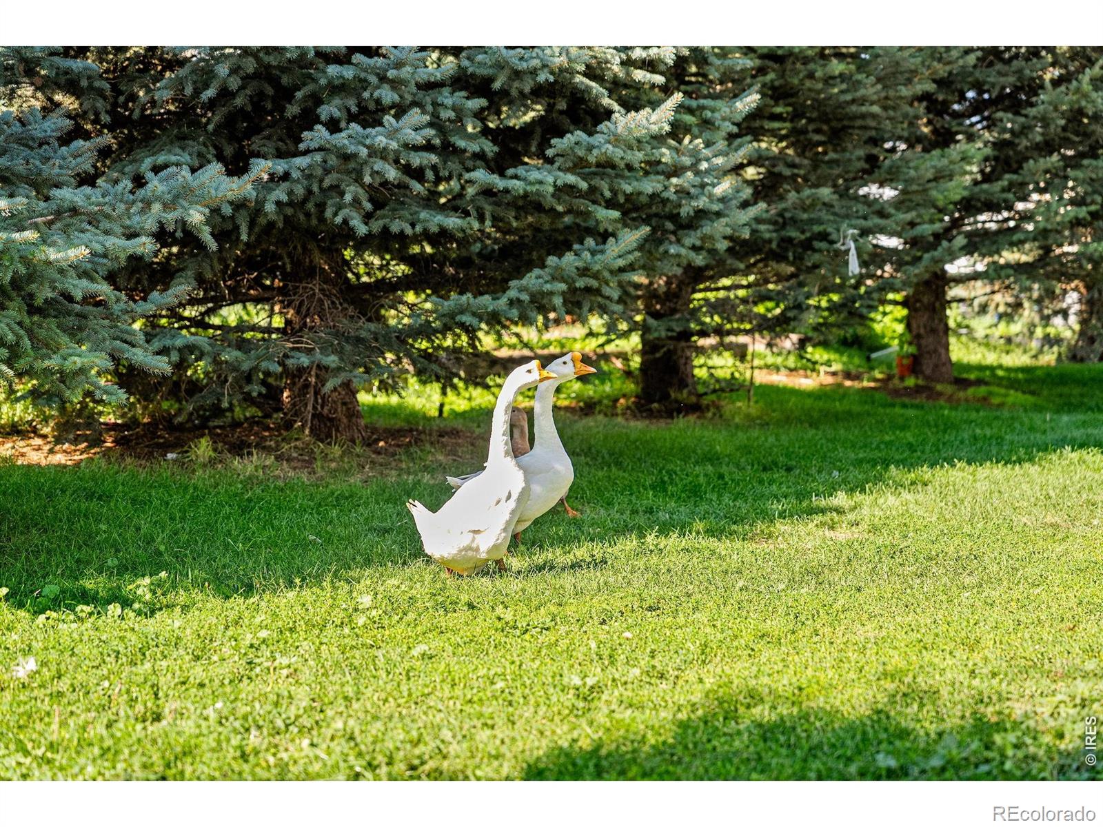 MLS Image #9 for 12155 n county road 15 ,wellington, Colorado