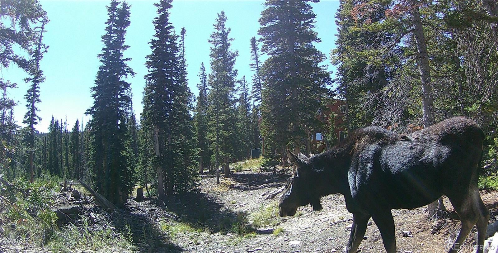 MLS Image #38 for 50  puma crossing,fairplay, Colorado