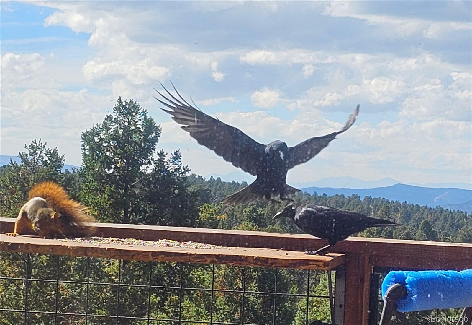 MLS Image #13 for 87  bonanza circle,florissant, Colorado