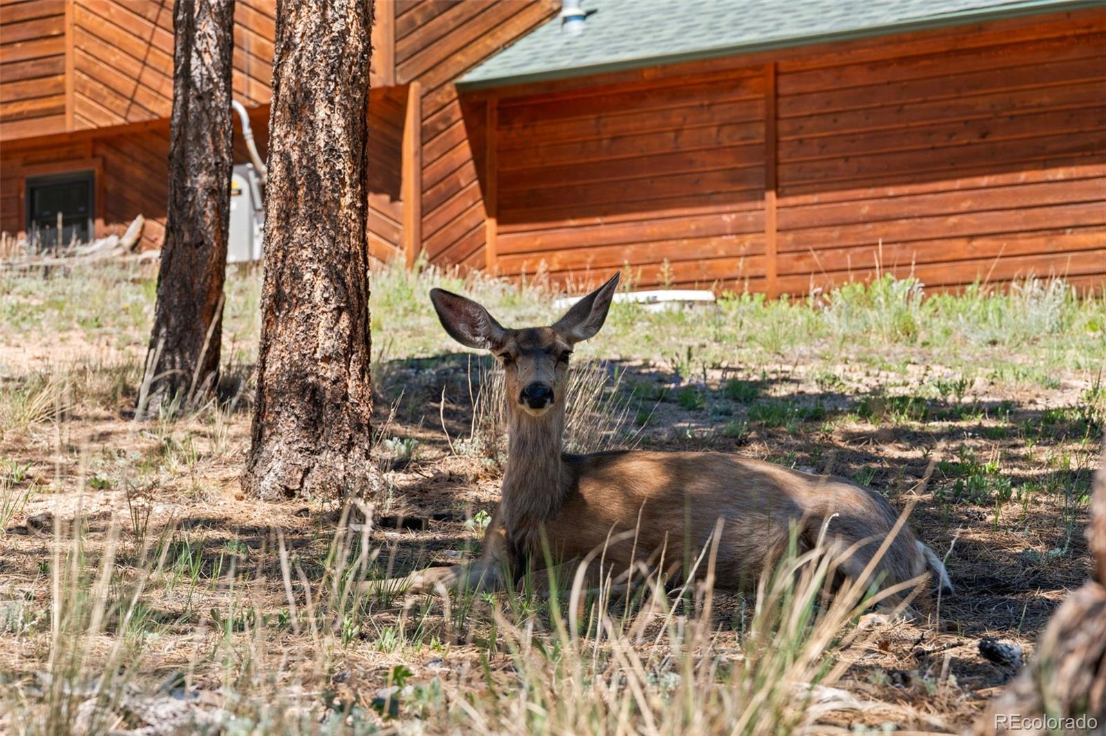 MLS Image #25 for 43  crystal rock road,bailey, Colorado