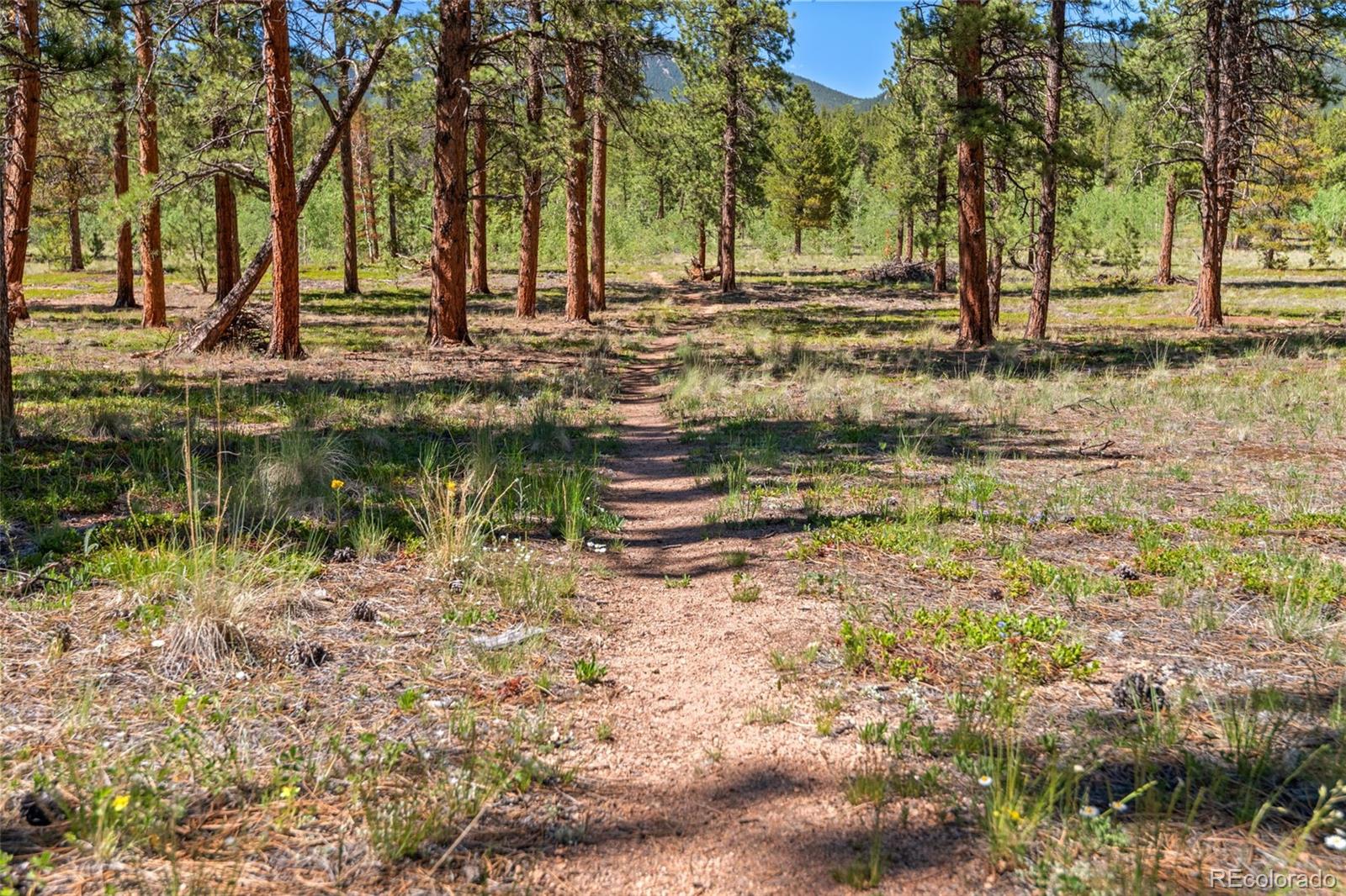 MLS Image #26 for 43  crystal rock road,bailey, Colorado
