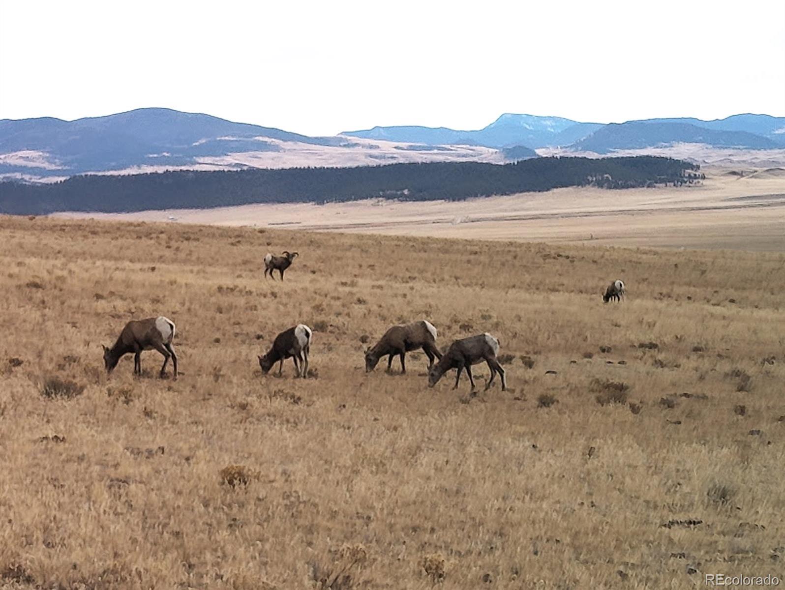MLS Image #20 for 2030  puma hills road,lake george, Colorado