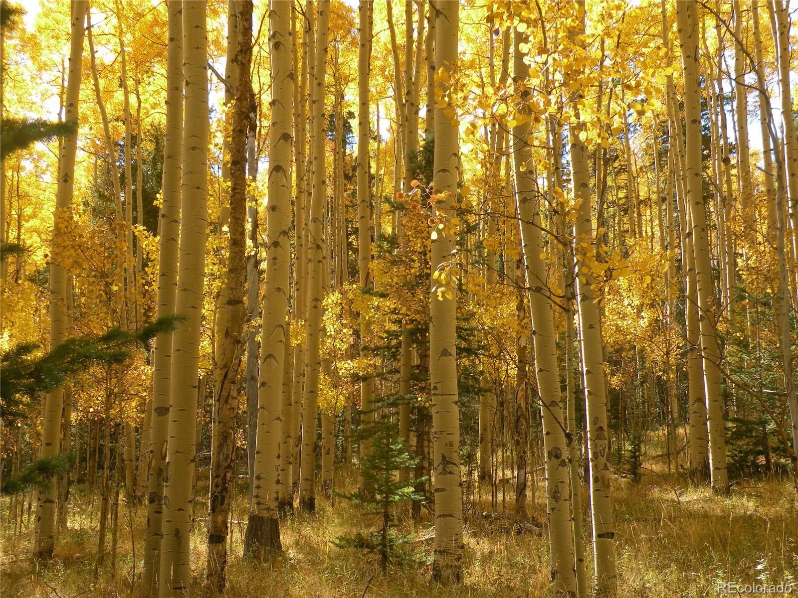 MLS Image #16 for 115  mushroom court,buena vista, Colorado