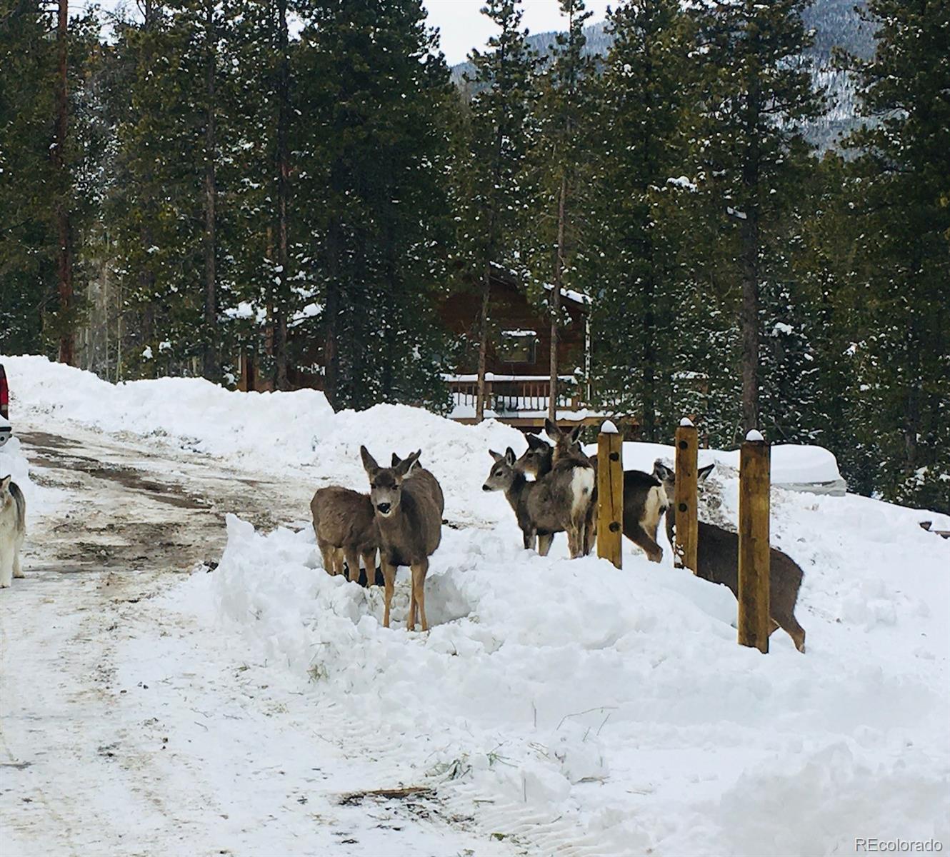 MLS Image #45 for 705  gold flake terrace,bailey, Colorado