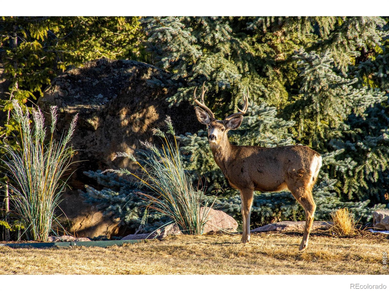 MLS Image #2 for 6917  timbers drive,evergreen, Colorado