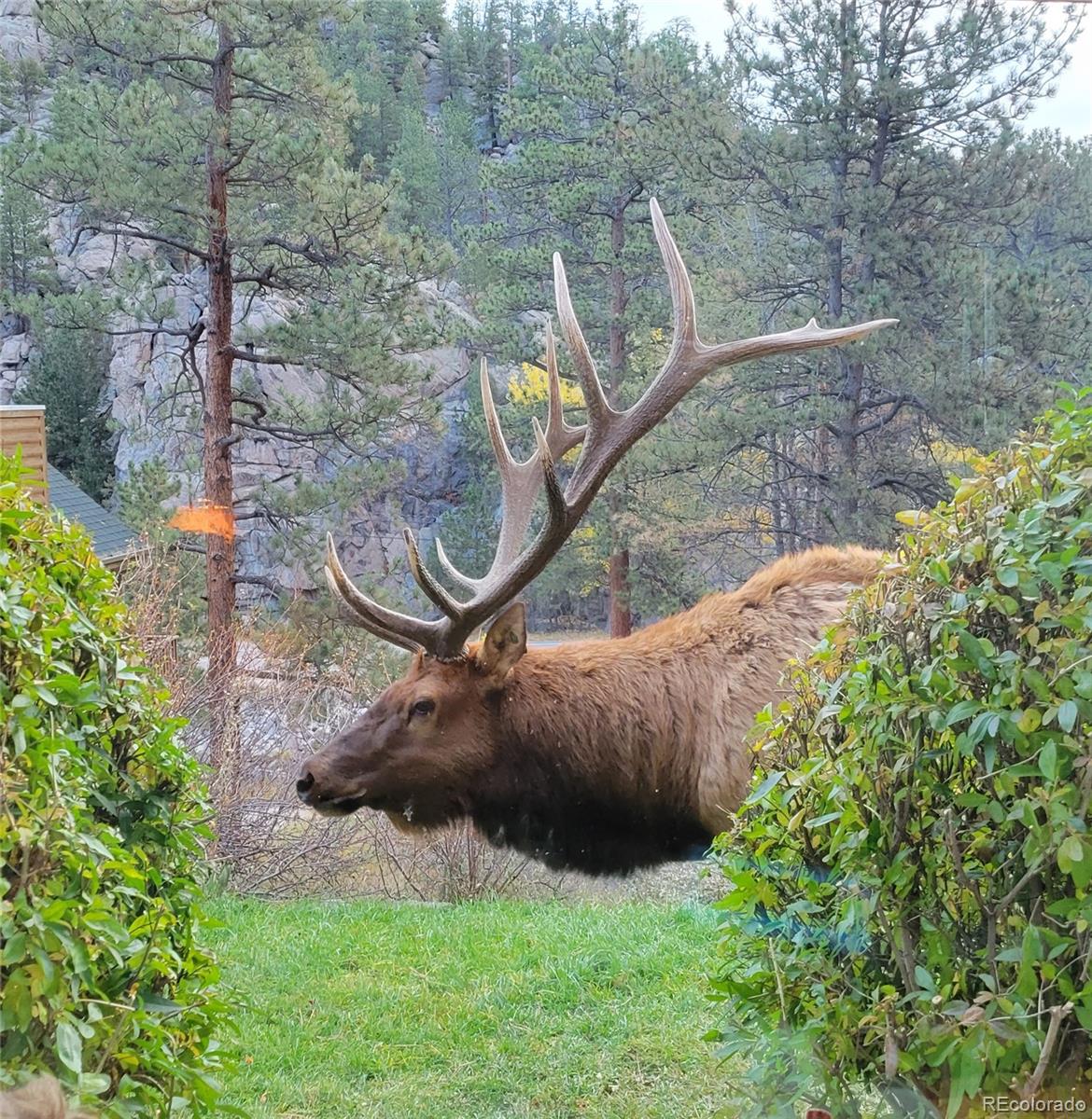 MLS Image #27 for 148  big pine lane,drake, Colorado