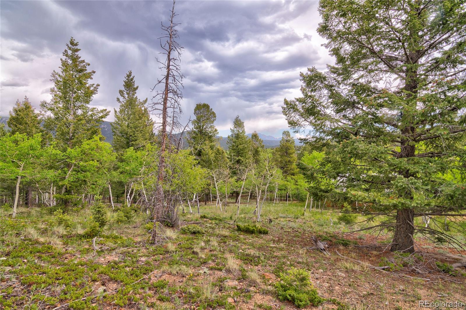 MLS Image #21 for 130  summit way,bailey, Colorado