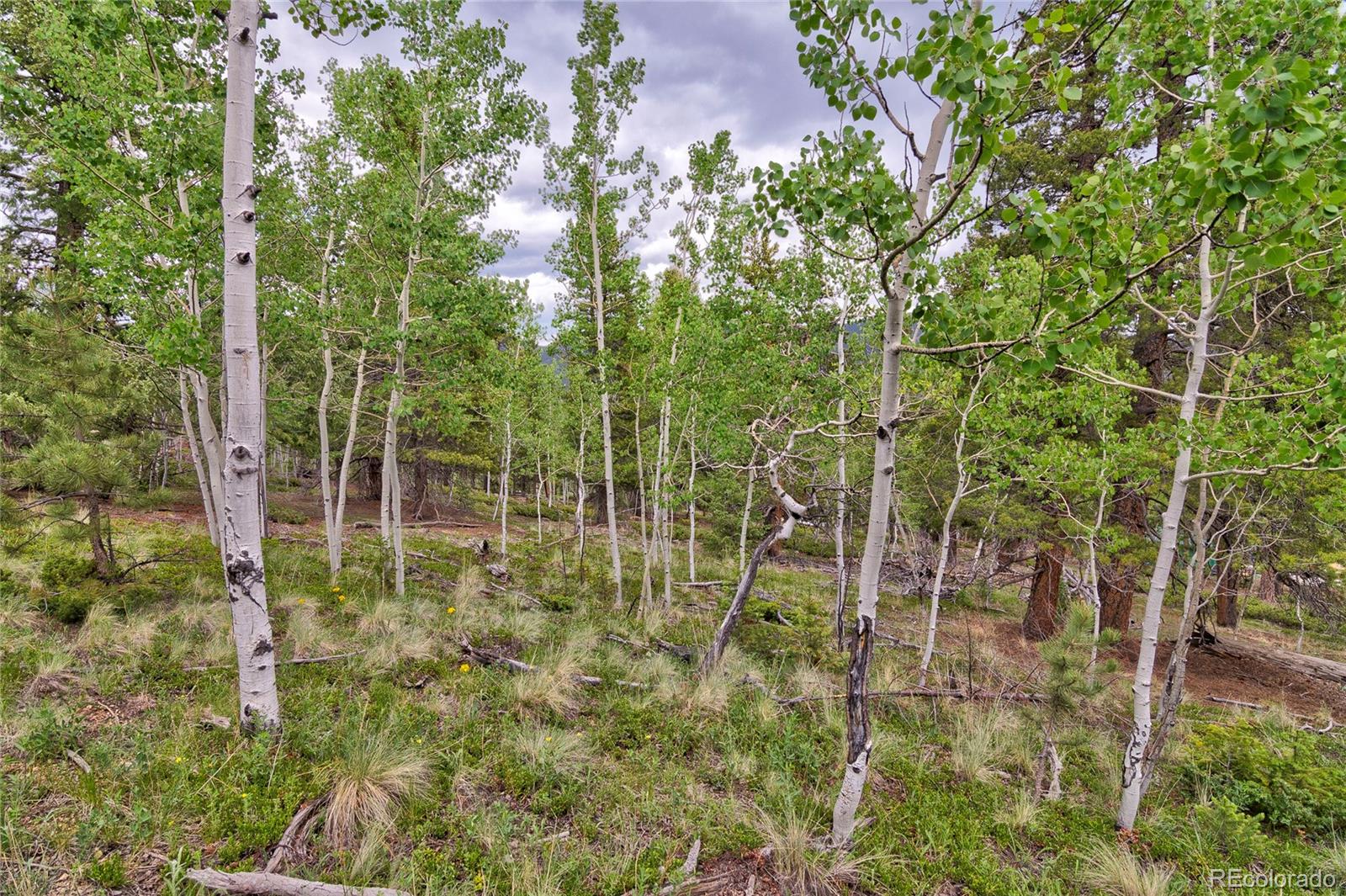 MLS Image #22 for 130  summit way,bailey, Colorado