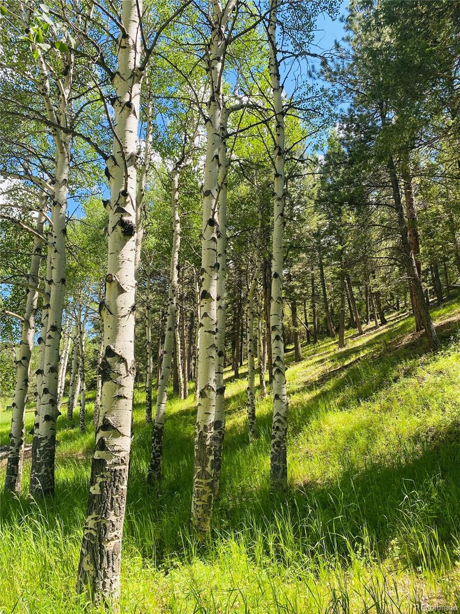 MLS Image #46 for 338  red lily place,evergreen, Colorado