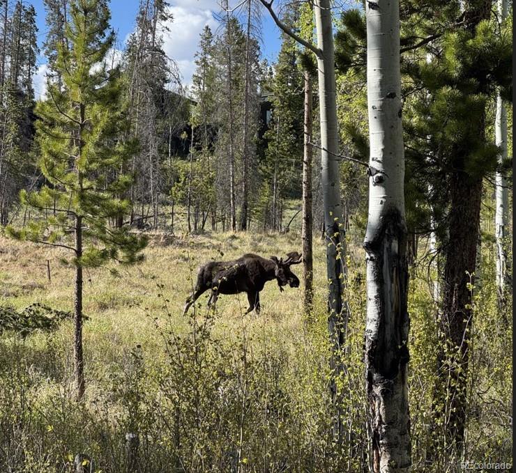 MLS Image #22 for 1384  gcr 494 ,grand lake, Colorado