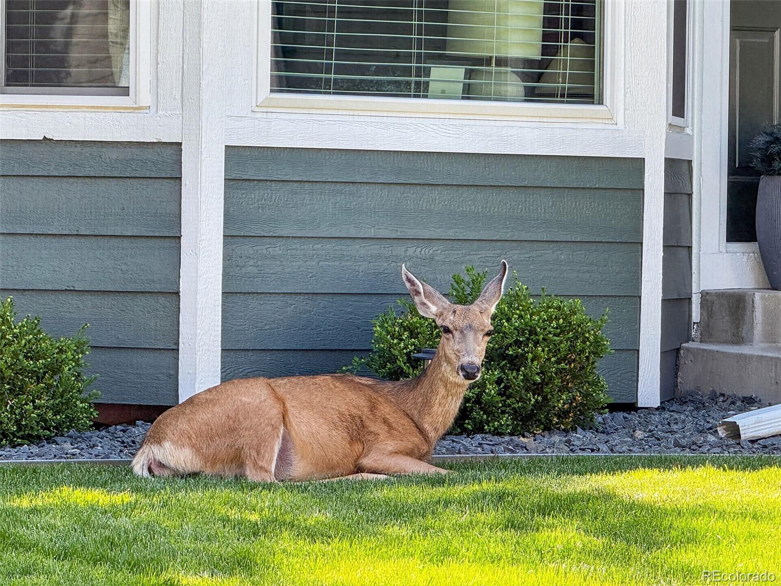 MLS Image #38 for 22  manzanita ,littleton, Colorado