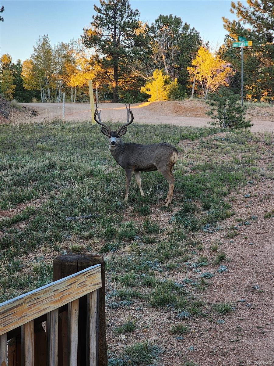 MLS Image #14 for 17  deer lake circle,divide, Colorado