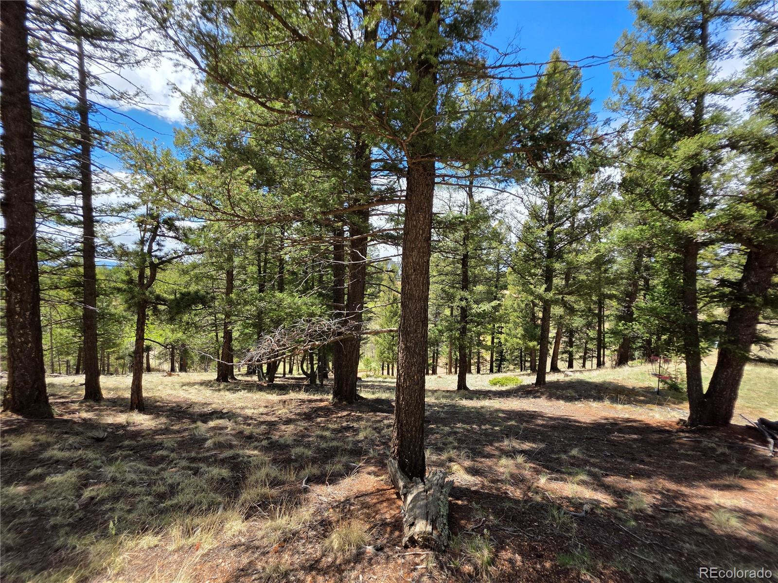 MLS Image #16 for 17  deer lake circle,divide, Colorado