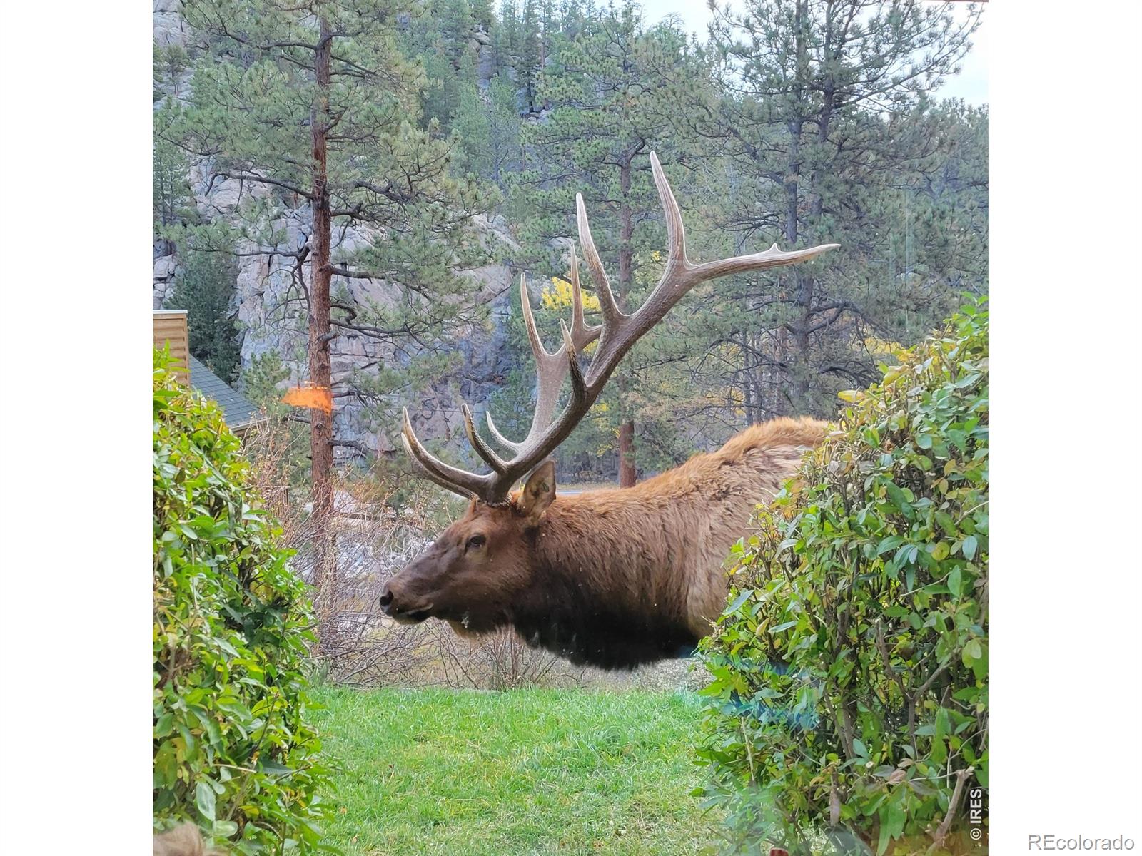 MLS Image #26 for 148  big pine lane,drake, Colorado
