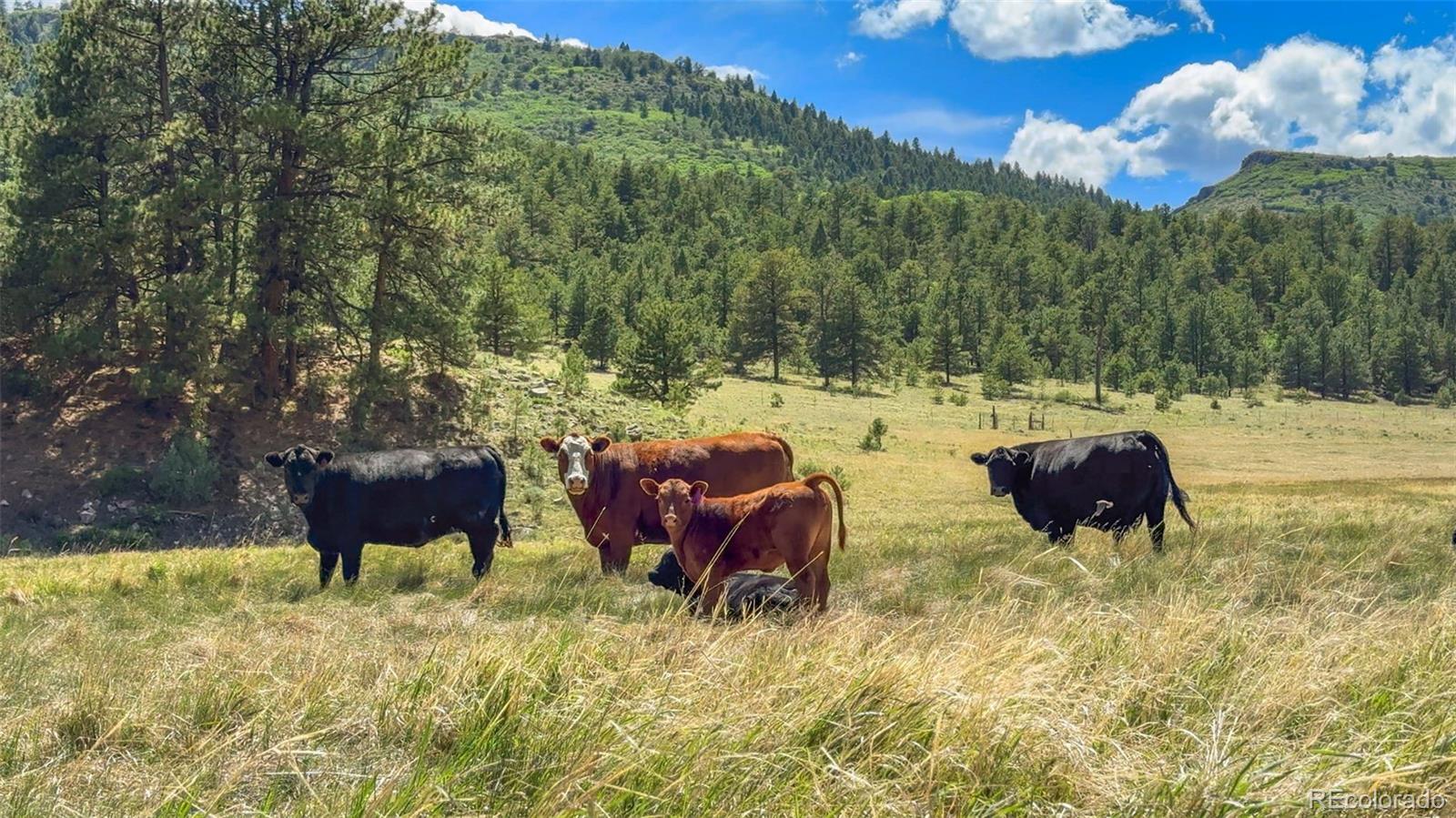MLS Image #46 for 400  bear trax drive,canon city, Colorado