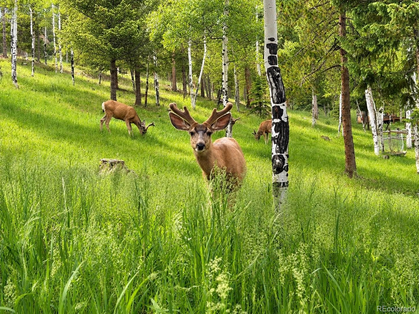 MLS Image #19 for 7256  aspen meadow drive,evergreen, Colorado