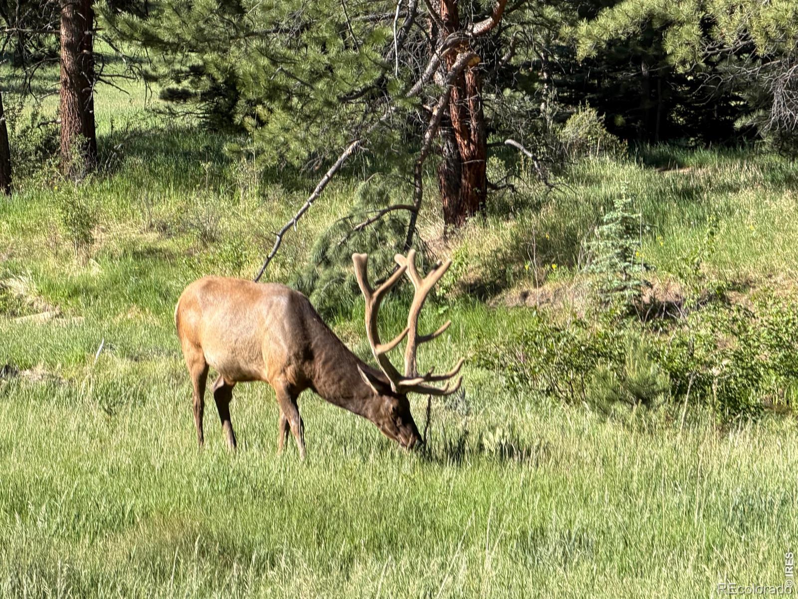 MLS Image #23 for 3235  tunnel road,estes park, Colorado
