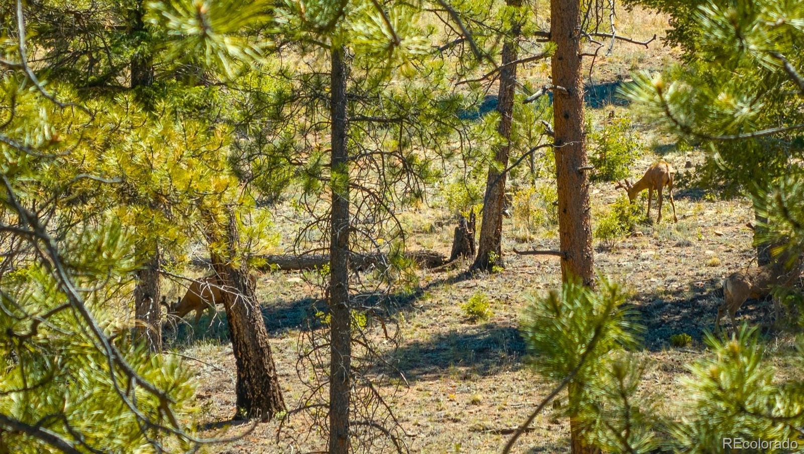 MLS Image #3 for 146  toms ranch road,lake george, Colorado
