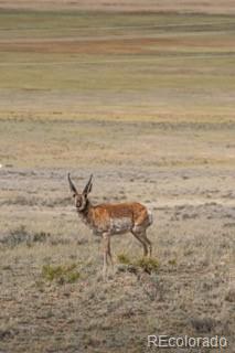 MLS Image #16 for 33185  9 ,hartsel, Colorado