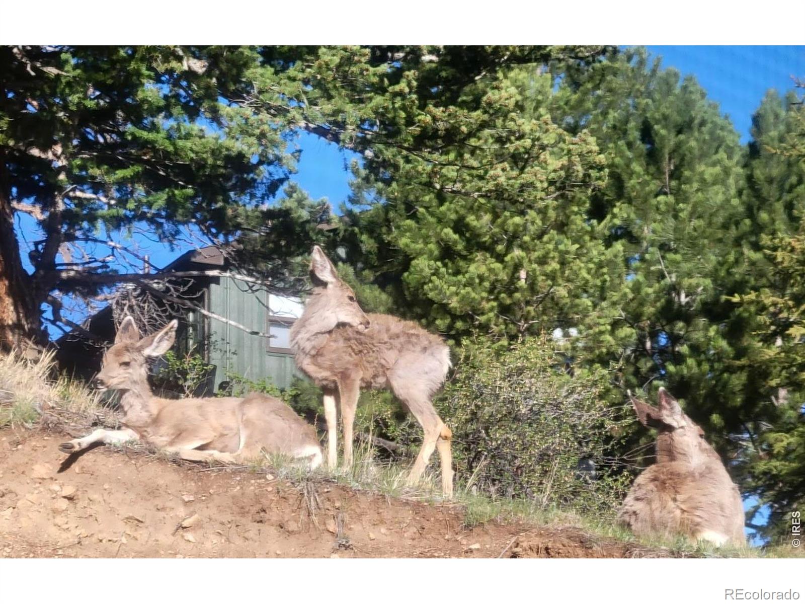 MLS Image #27 for 2709  sunrise court,estes park, Colorado