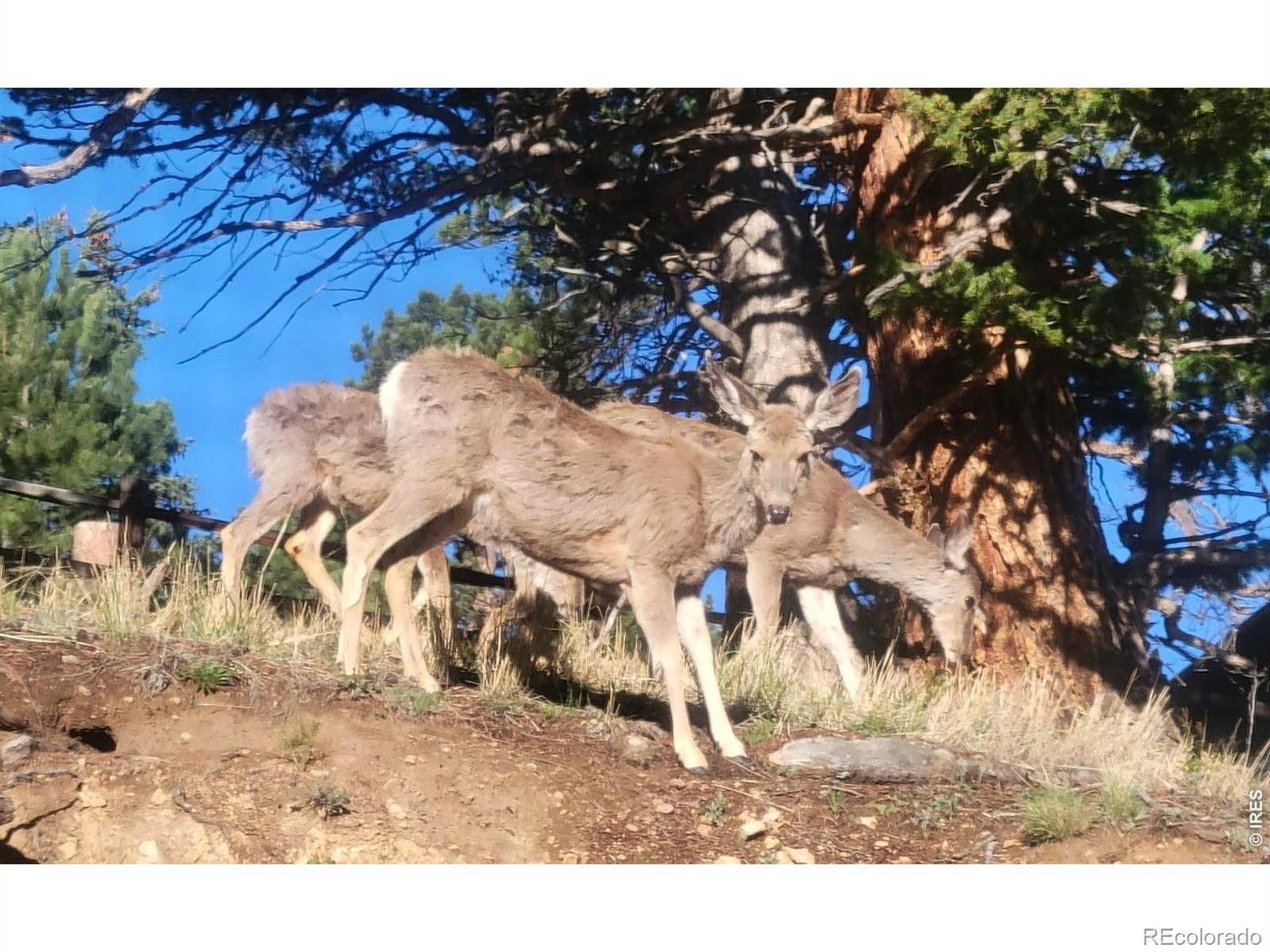 MLS Image #28 for 2709  sunrise court,estes park, Colorado