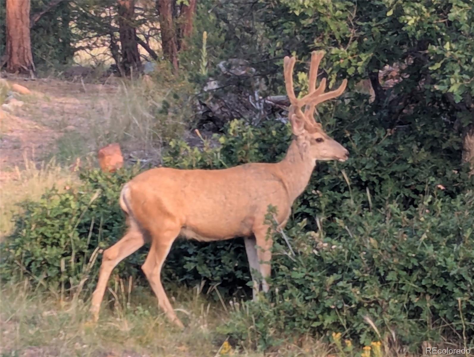 MLS Image #43 for 632  nels drive,cotopaxi, Colorado