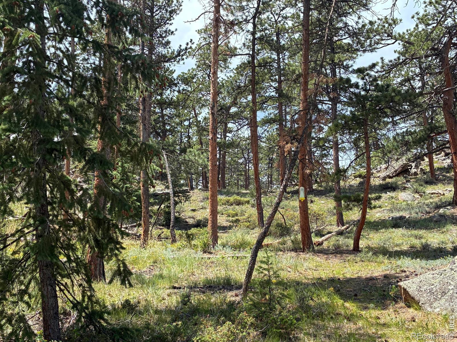 MLS Image #18 for 79  alpine lane,red feather lakes, Colorado