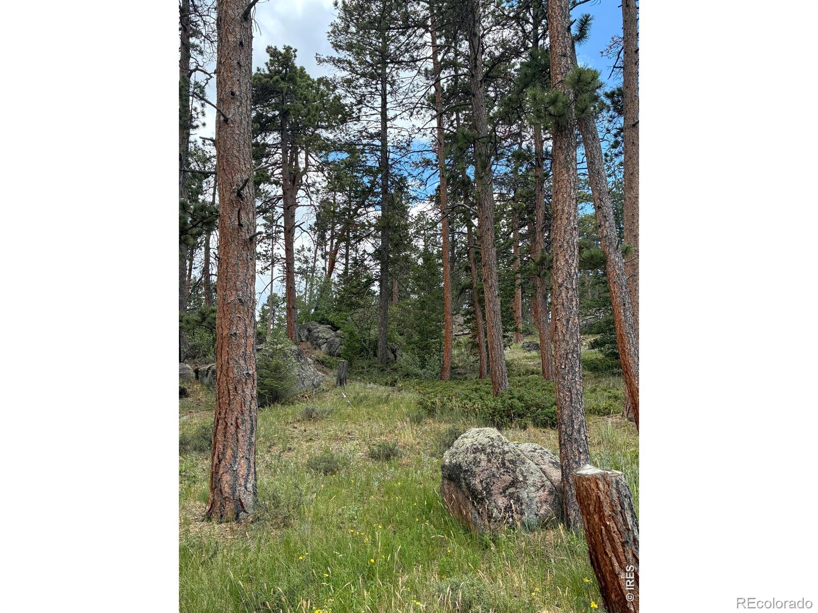 MLS Image #19 for 79  alpine lane,red feather lakes, Colorado