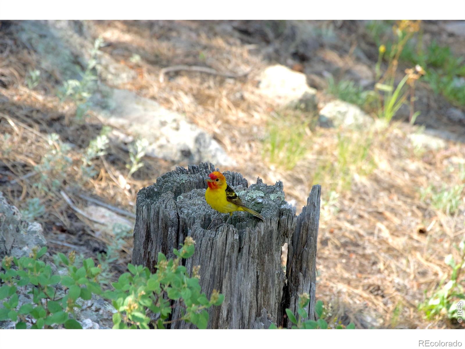MLS Image #38 for 200  rocky knob lane,nederland, Colorado