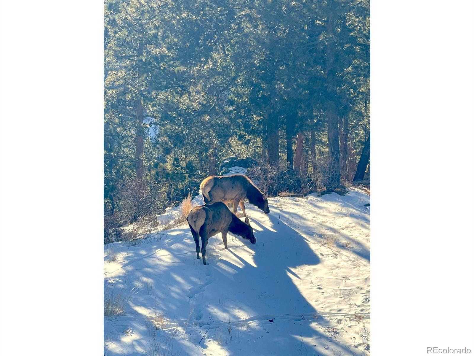 MLS Image #39 for 200  rocky knob lane,nederland, Colorado