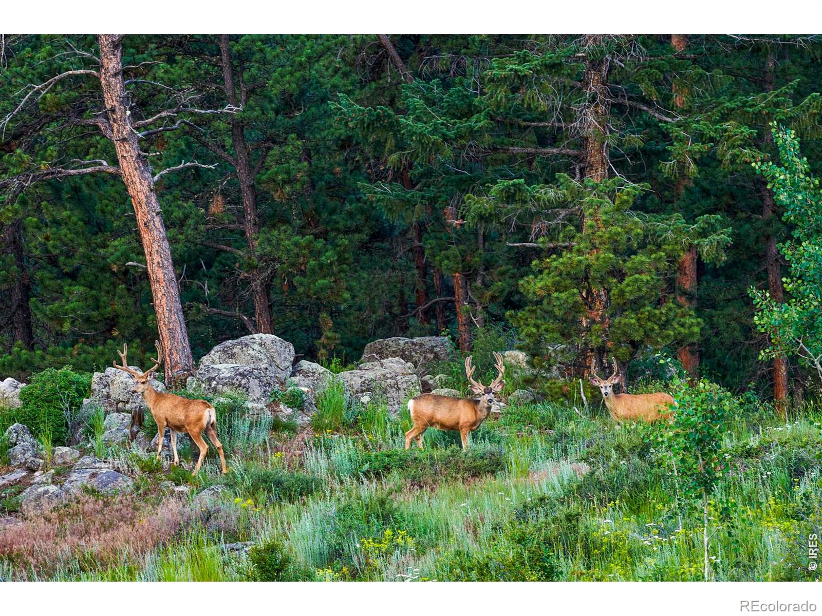 MLS Image #40 for 200  rocky knob lane,nederland, Colorado