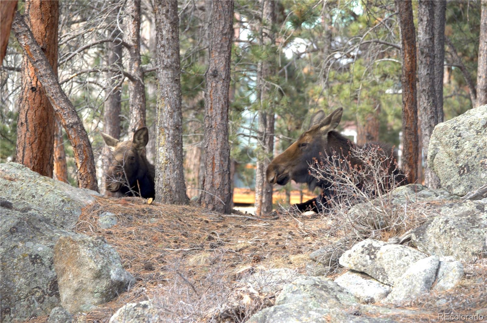 MLS Image #41 for 200  rocky knob lane,nederland, Colorado