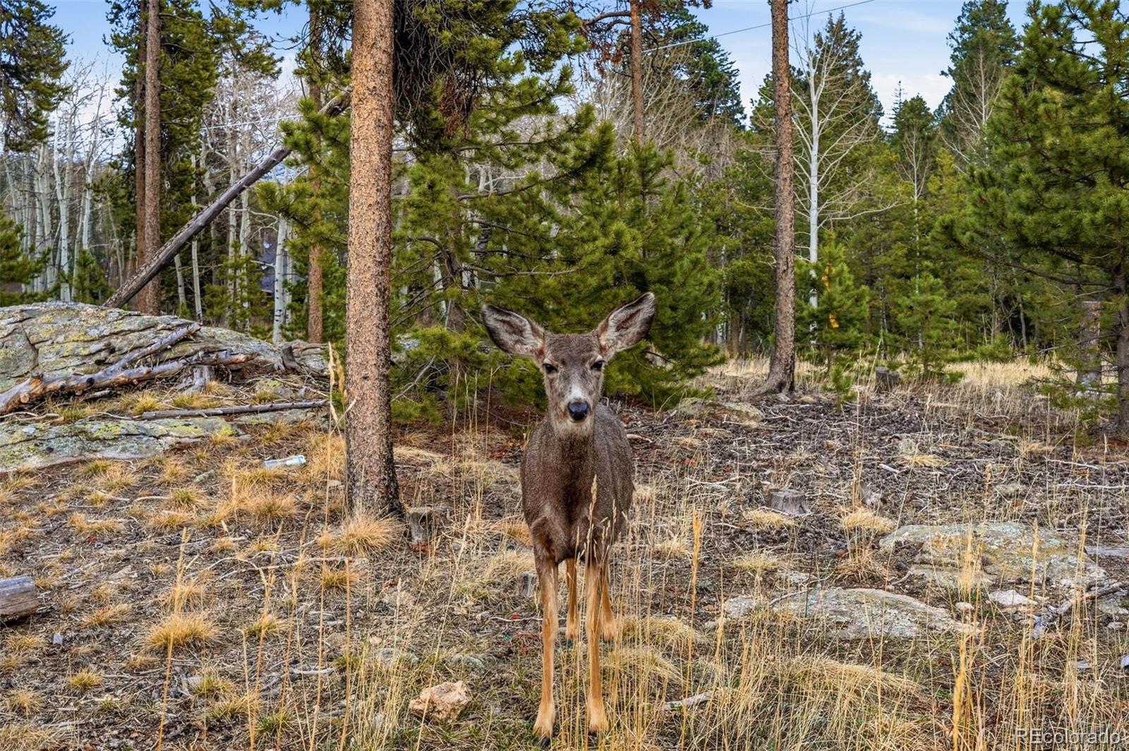 MLS Image #46 for 31551  black widow drive,conifer, Colorado
