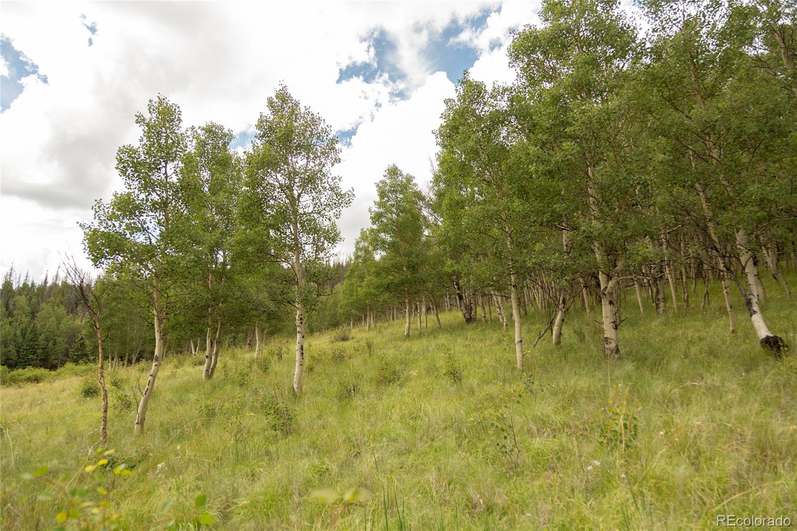 MLS Image #16 for 1001  county rd 17 ,lake city, Colorado