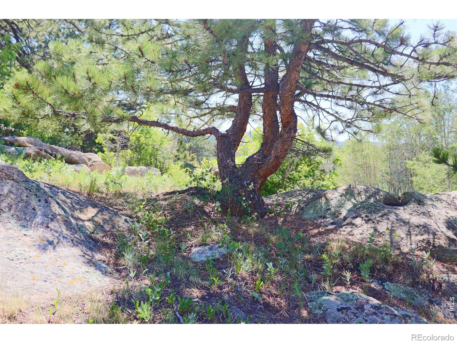 MLS Image #20 for 636  ranch road,ward, Colorado