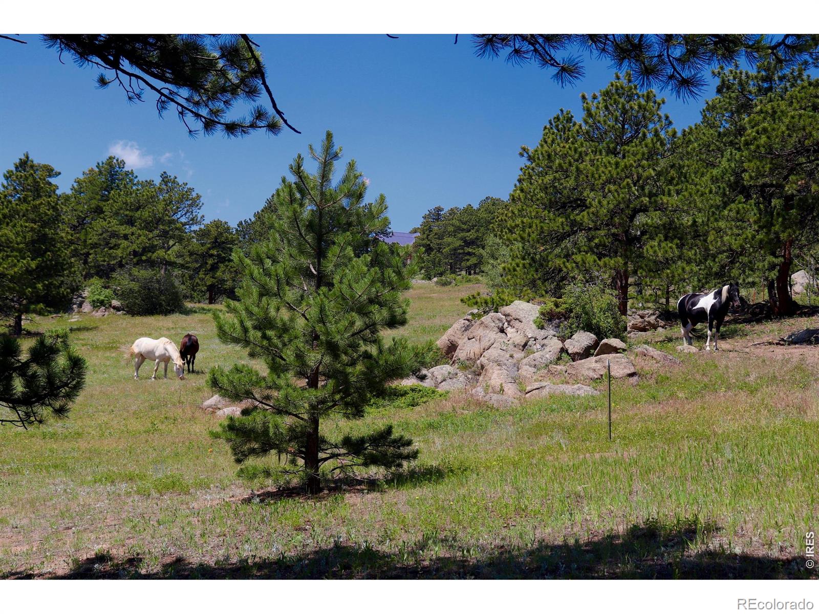 MLS Image #3 for 636  ranch road,ward, Colorado