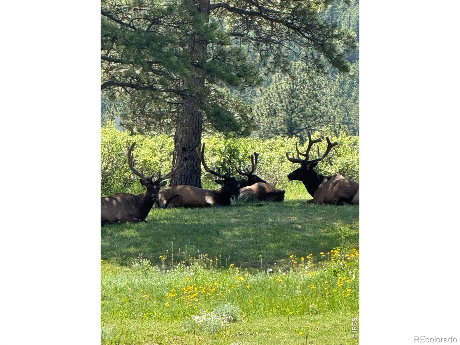 MLS Image #36 for 270  choctaw road,lyons, Colorado