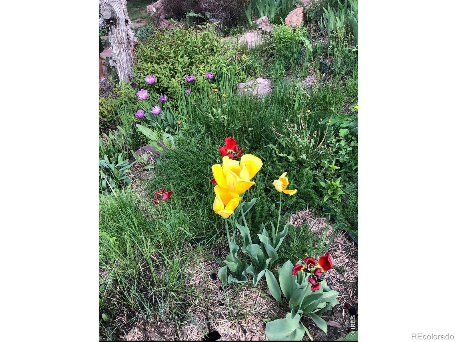 MLS Image #45 for 1108  eagle drive,lyons, Colorado