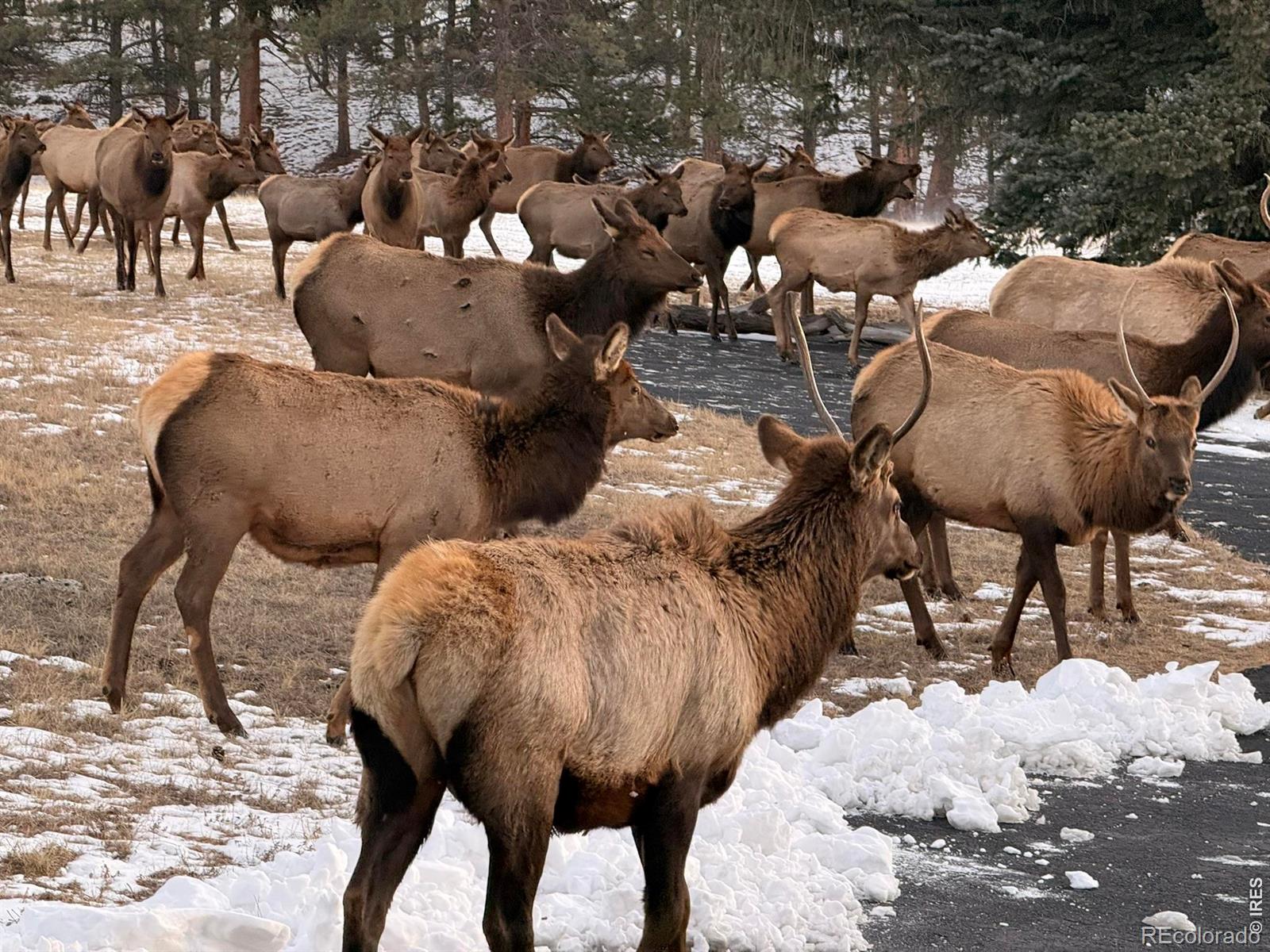 MLS Image #49 for 1041  otis lane,estes park, Colorado