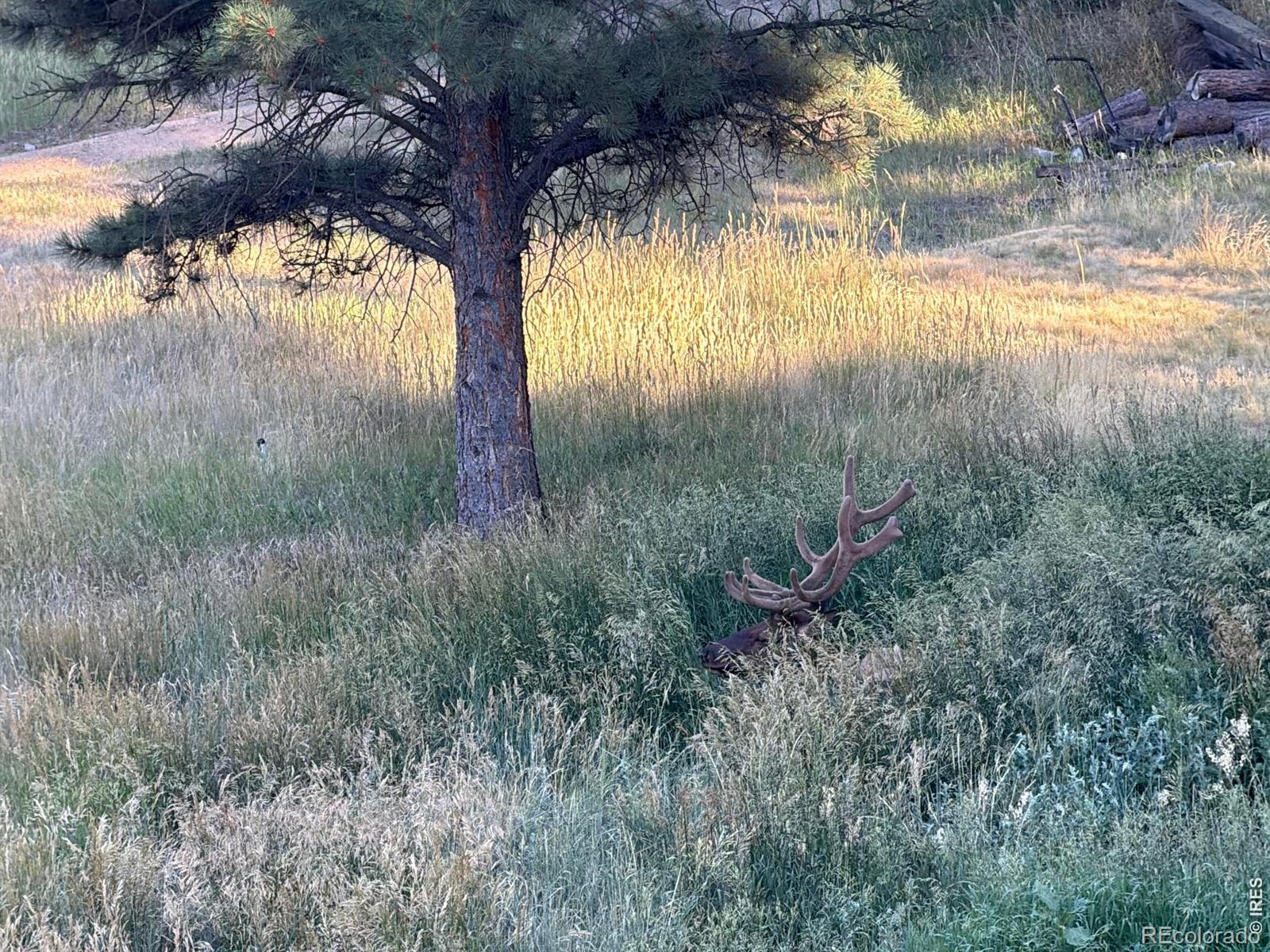 MLS Image #39 for 417  dunraven glade road,glen haven, Colorado