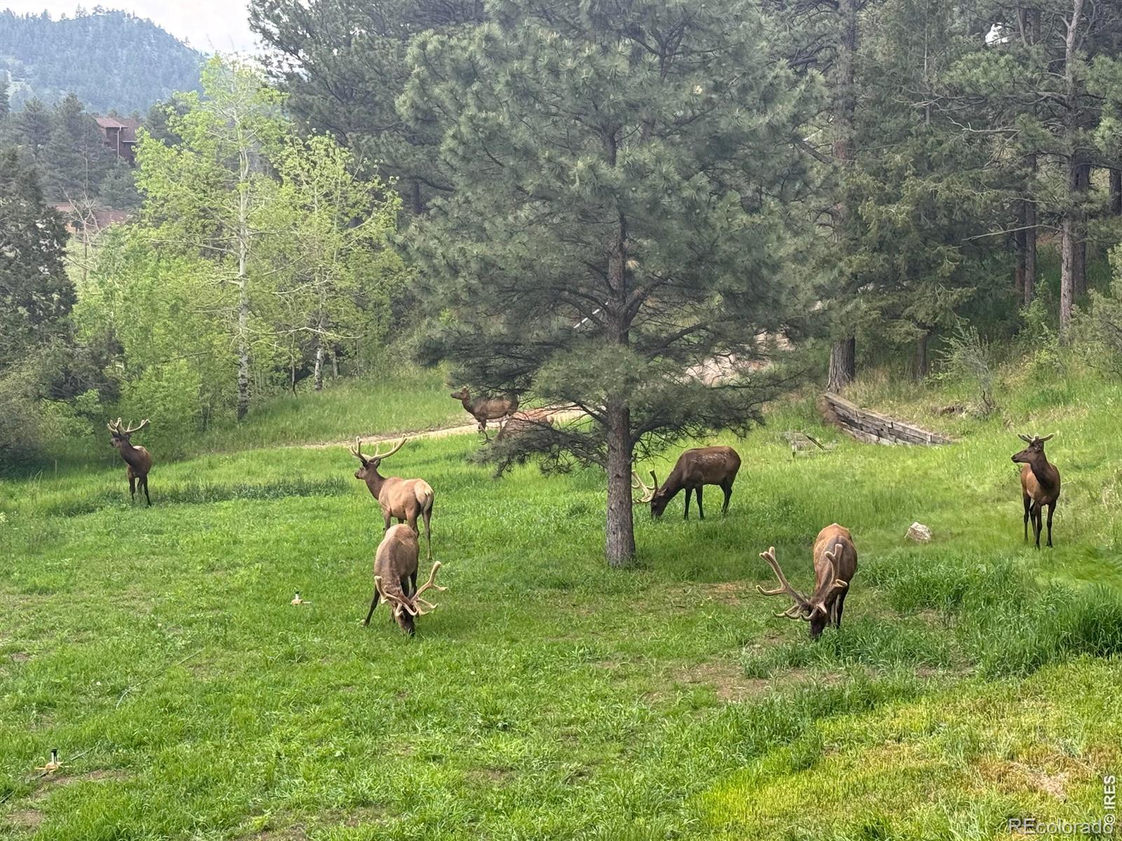 MLS Image #40 for 417  dunraven glade road,glen haven, Colorado