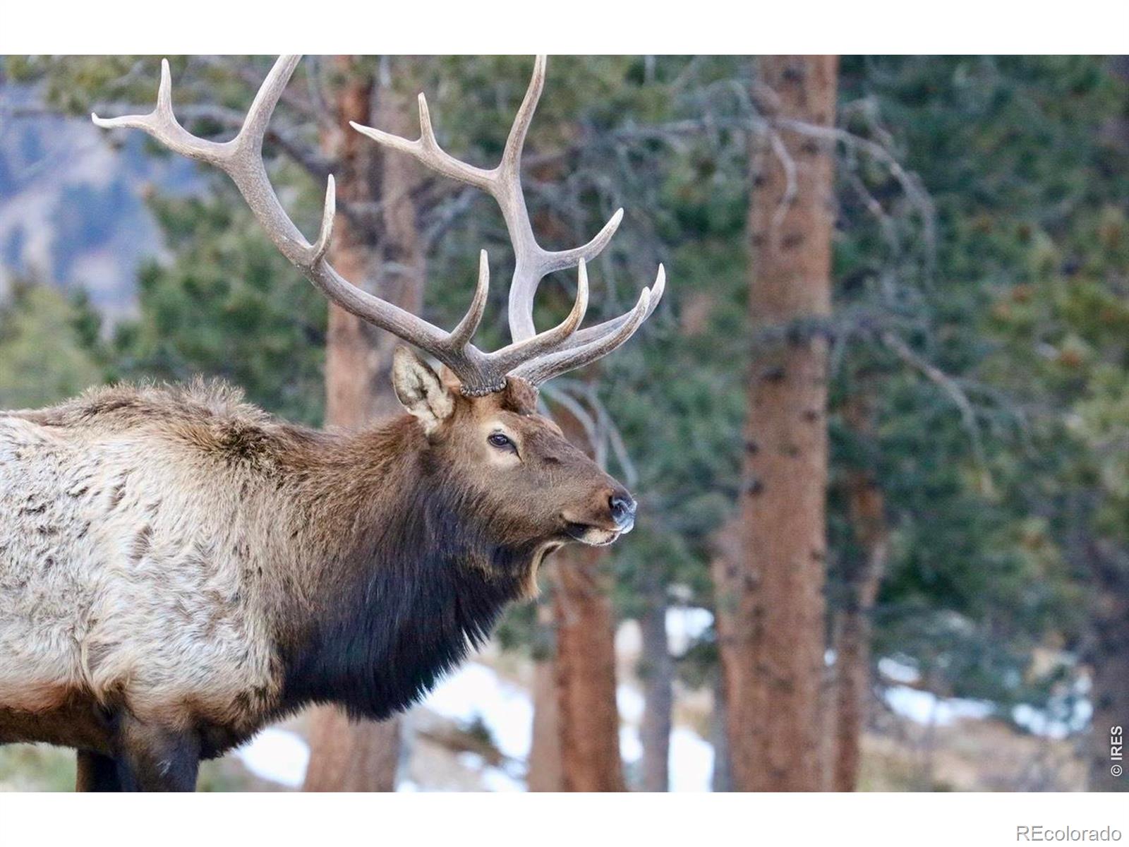 MLS Image #30 for 3689  ottawa way,red feather lakes, Colorado