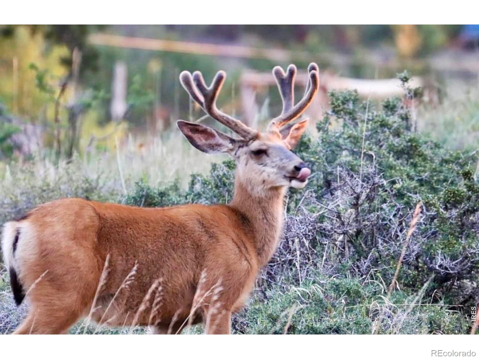 MLS Image #31 for 3689  ottawa way,red feather lakes, Colorado