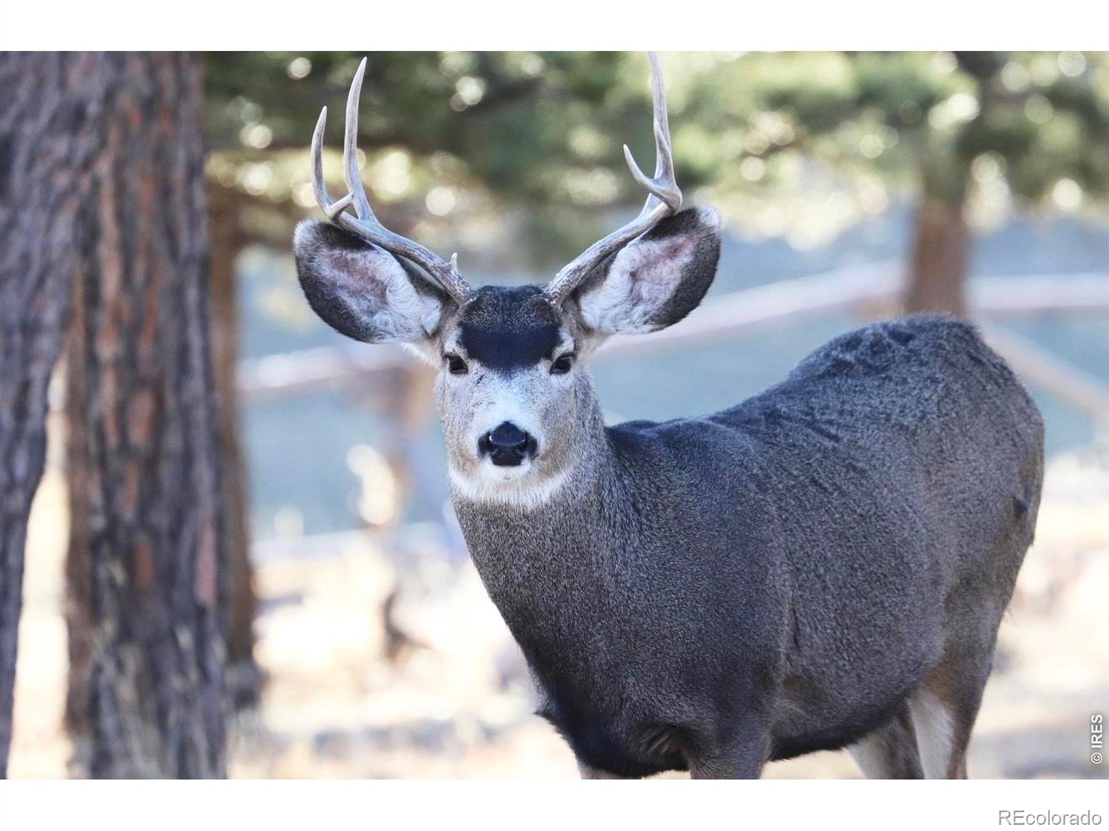 MLS Image #33 for 3689  ottawa way,red feather lakes, Colorado