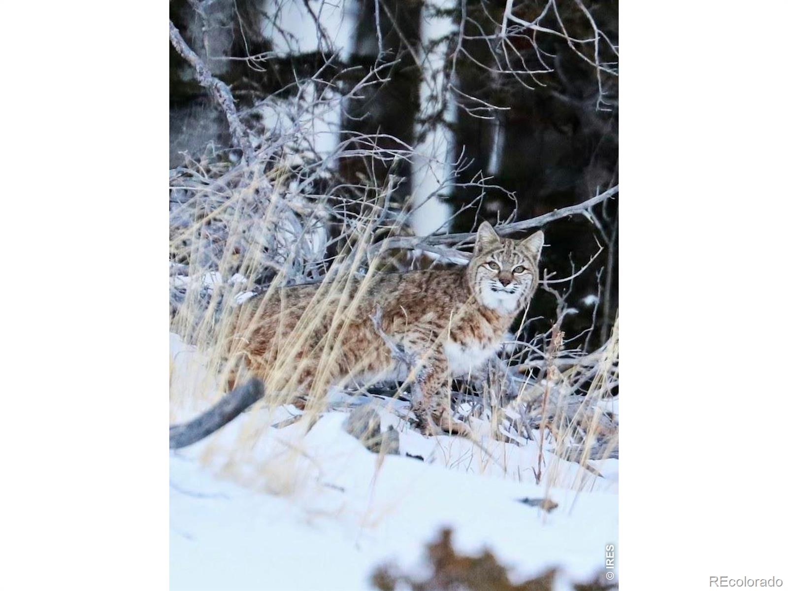 MLS Image #37 for 3689  ottawa way,red feather lakes, Colorado
